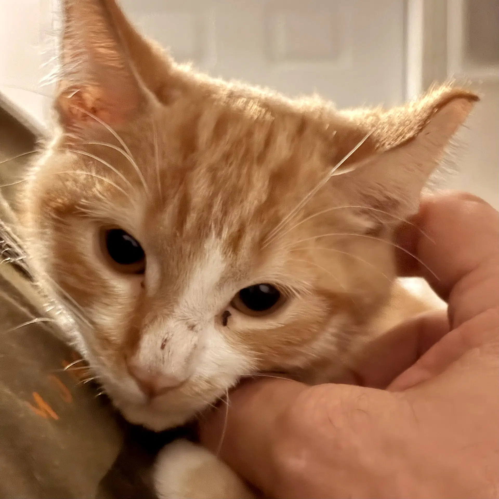 Echo - Domestic Short Hair