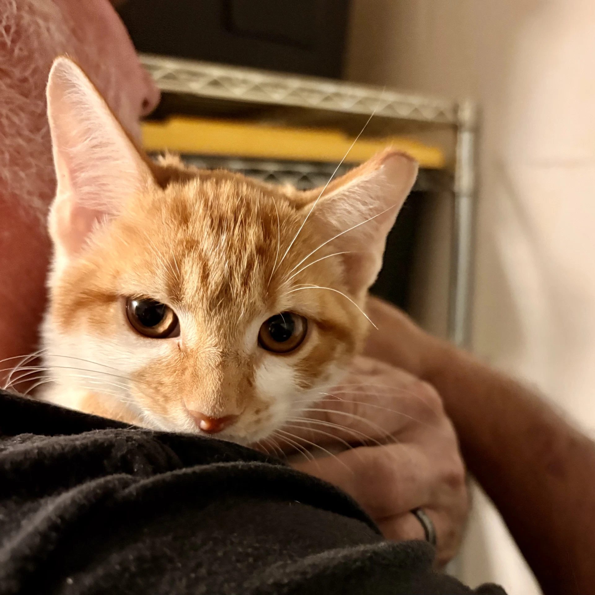 Romeo