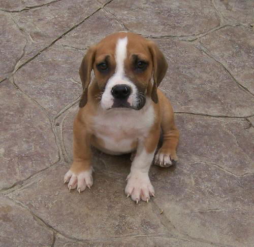 Bruiser