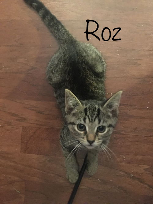 Roz