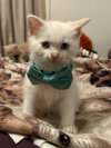 Hank
