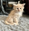 Bill