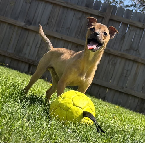 Luigi, an adoptable Chihuahua in North Royalton, OH