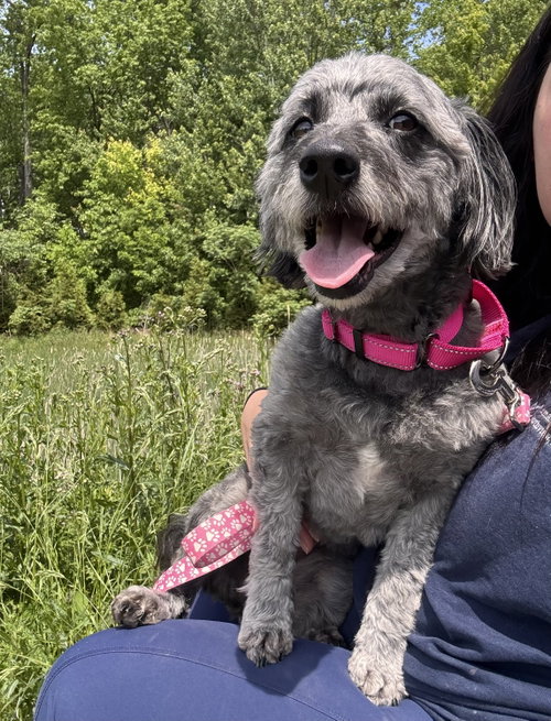 Sadie May, an adoptable Poodle in North Royalton, OH