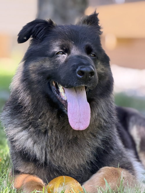 Sammy, photo 11