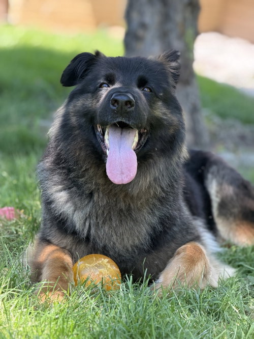 Sammy, photo 12