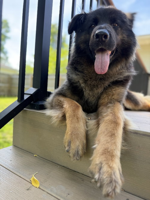 Sammy, photo 13