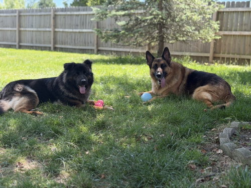 Sammy, photo 14