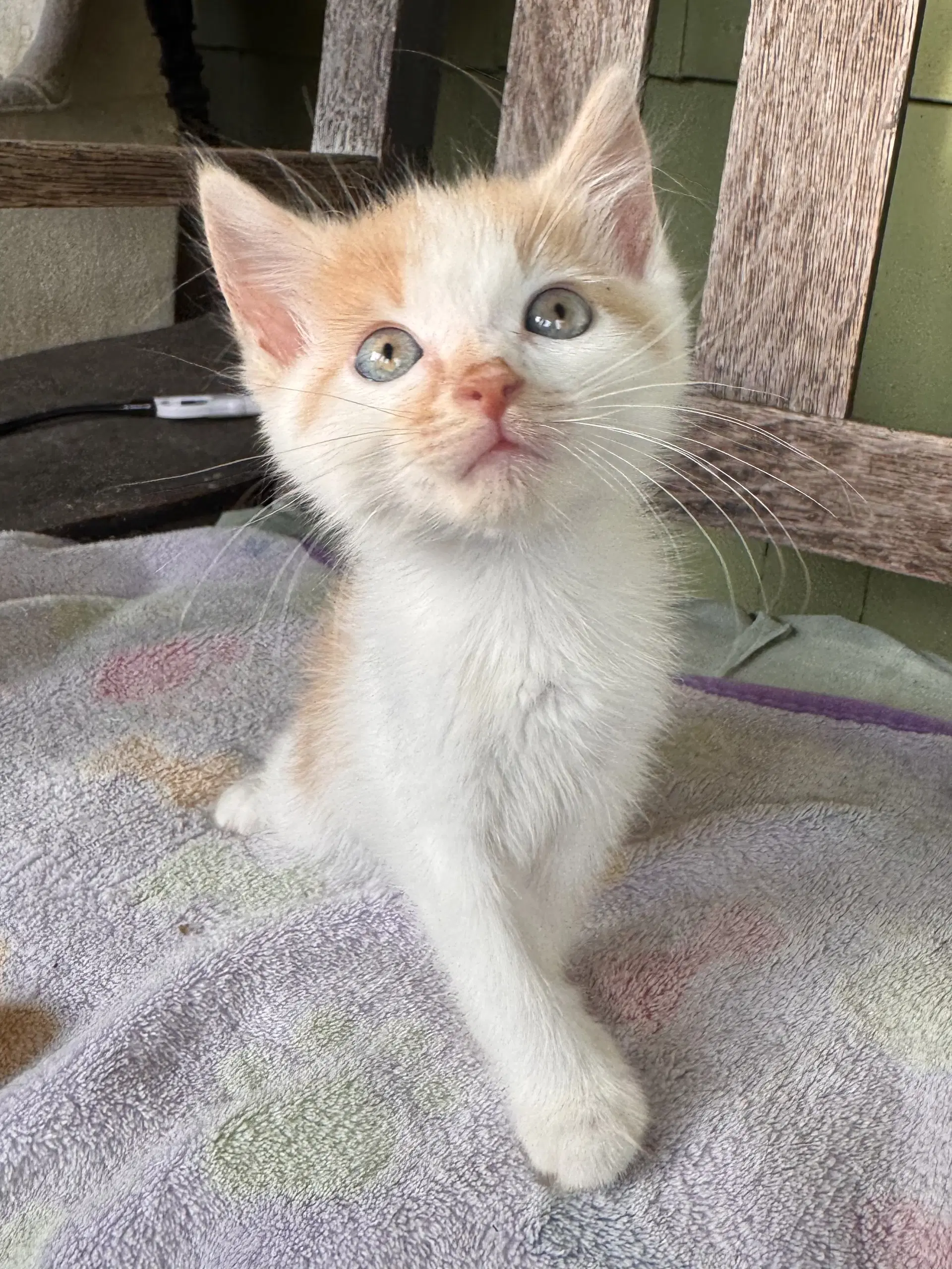 Flounder - Domestic Short Hair