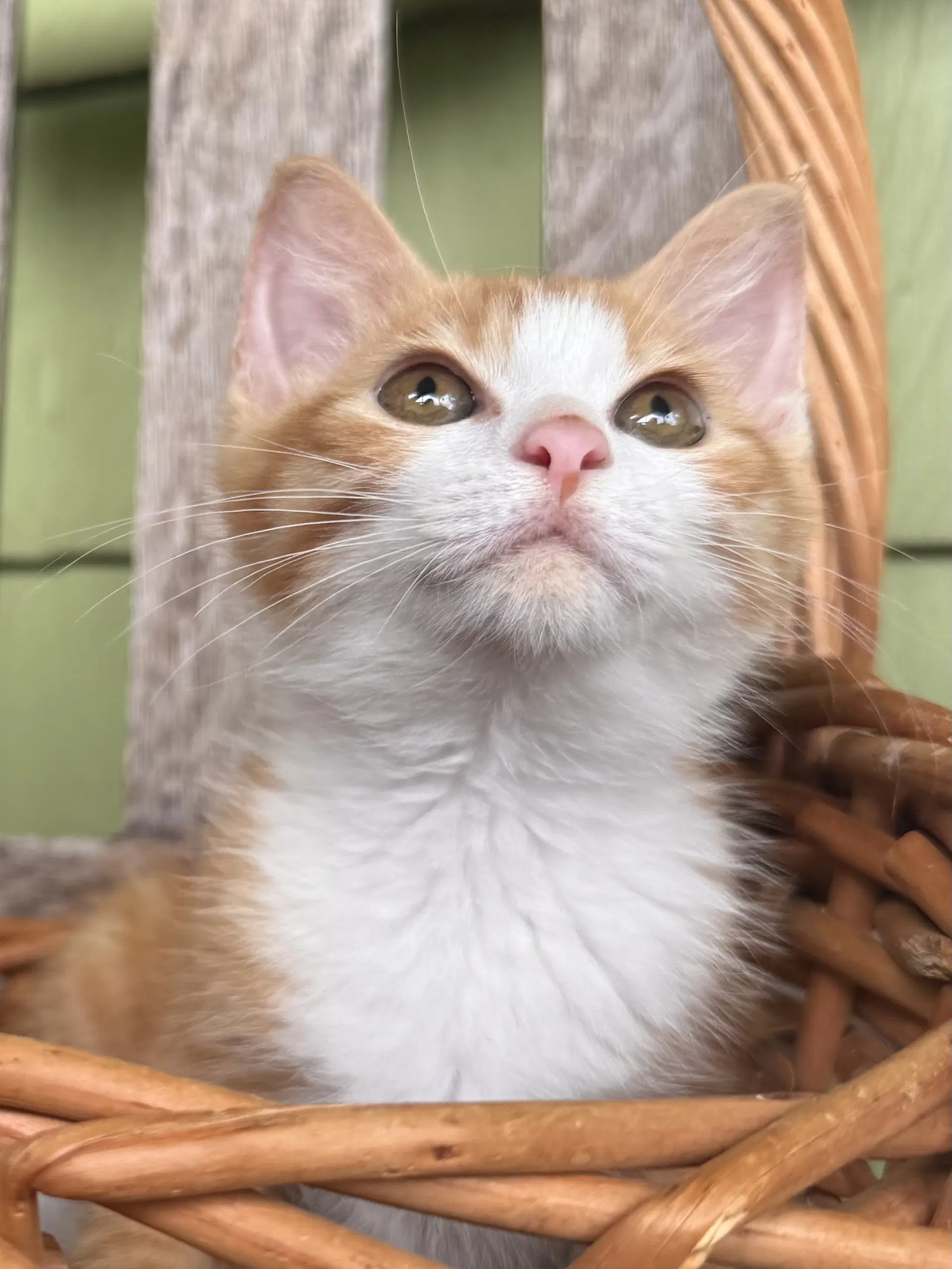 Barracuda - Domestic Short Hair
