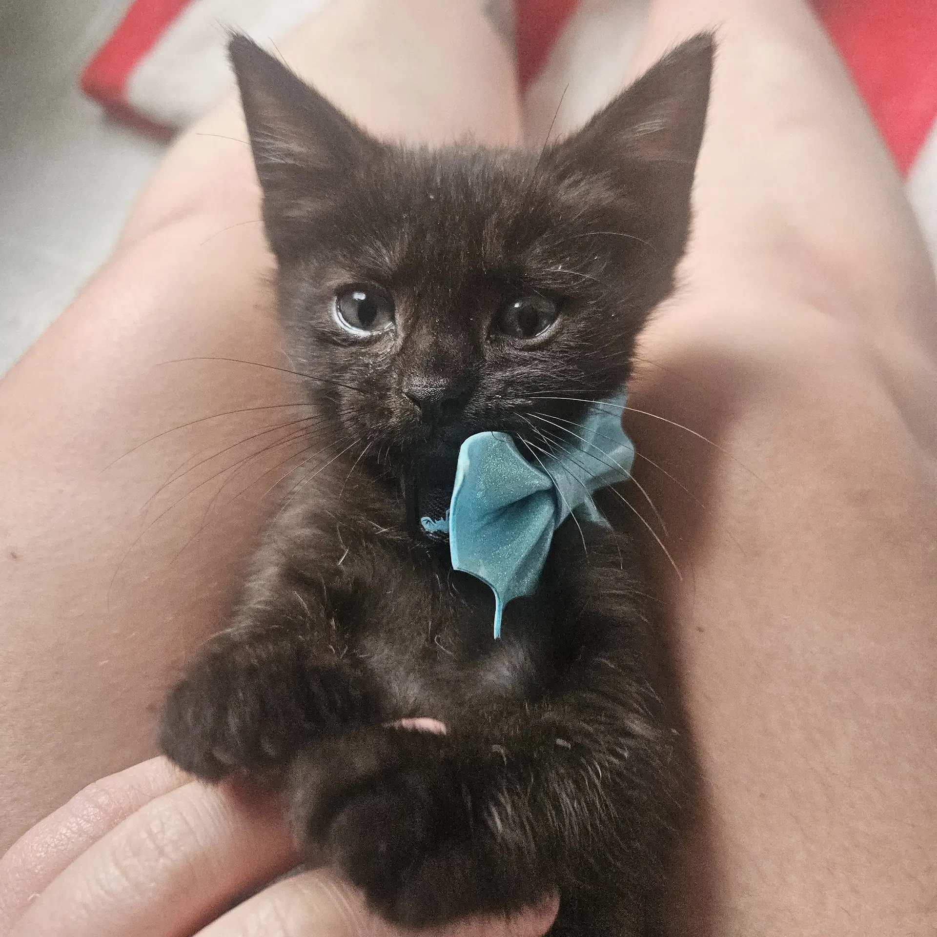 William Beans - Domestic Short Hair