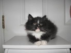 2 Adorable Kittens!