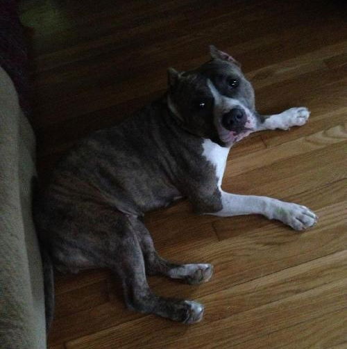 Lilac store brindle pitbull