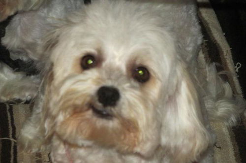 Lola