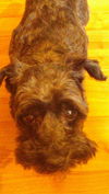 Moxi