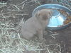 Sofie