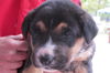 Lennox