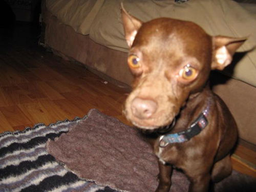Dobie