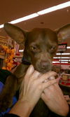 Dobie