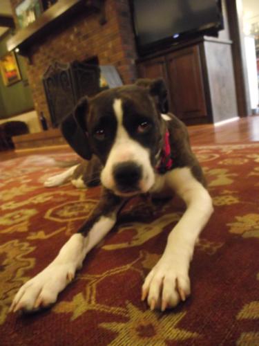 Josie