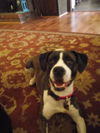 Josie