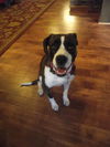 Josie