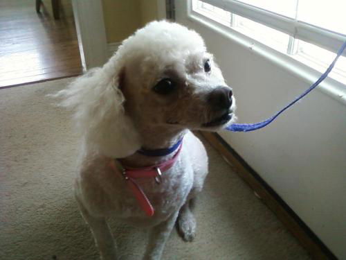 Sparkie