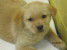 Lulubelle