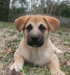 Lilly
