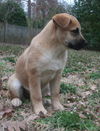Lilly