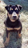 Roxanne