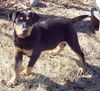 Roxanne