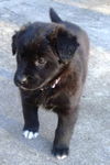 Molly