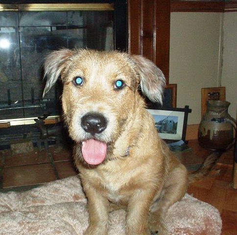 Brody
