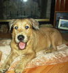 Brody