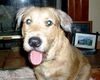 Brody