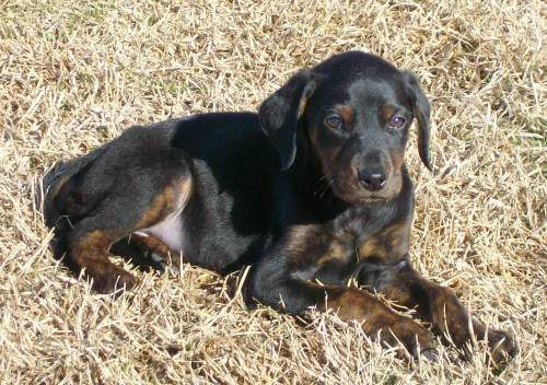 Lilly