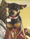 Livie