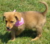 Leah