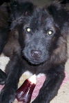 Sparky