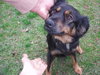 Buster