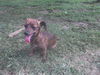 Doodlebug