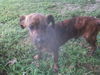 Doodlebug