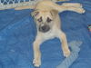Dudley