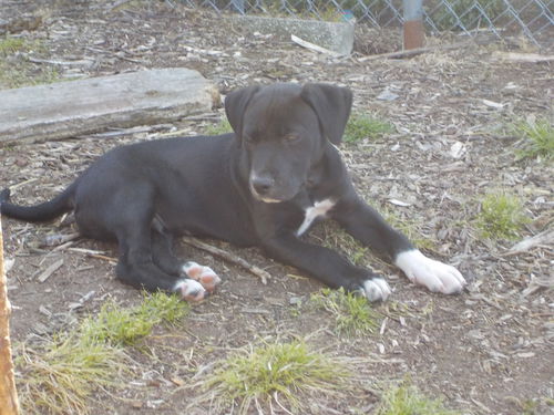 Brody