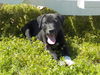 Brody