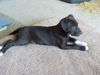 Brody