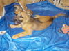 Dixie