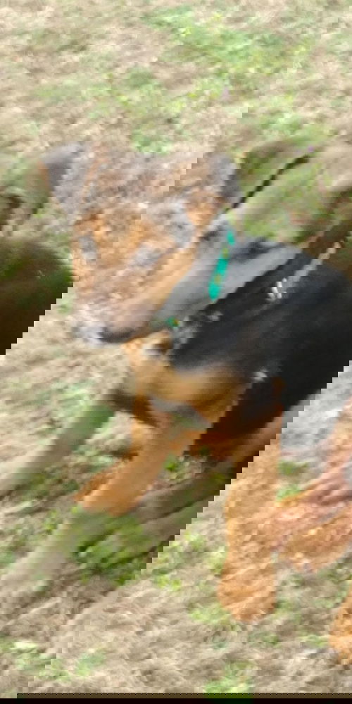 Briar