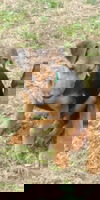 Briar